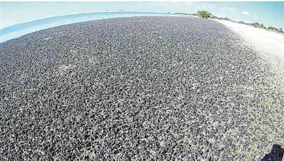 百万海螺占海滩吓坏当地人 密密麻麻望不到边(图)