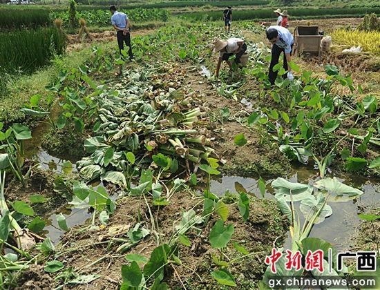 图为民警在10月10日的芋头被盗现场勘查。警方供图