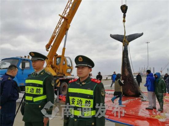 启东搁浅座头鲸开始标本制作 将长留景区展示