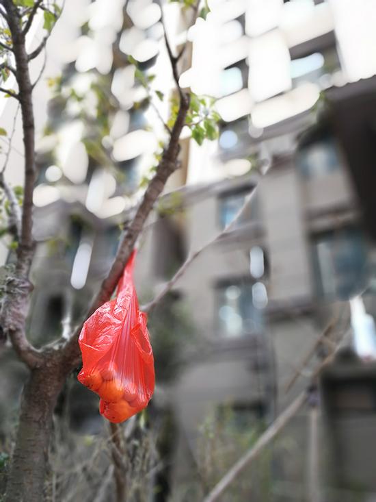 纪尚家楼下的树枝上挂着红色塑料袋，里面装着祭奠逝者的水果和鸡蛋。澎湃新闻记者 朱远祥 图