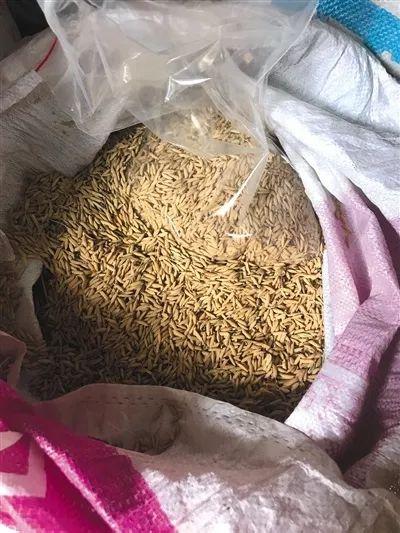 ▲黄龙淼今年收了一万多斤稻谷。官方抽取的5份稻谷样本中，一份来自黄龙淼的农田。