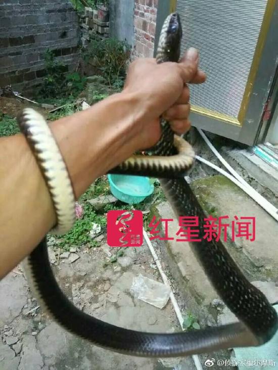 “单身蛇王”晒出的捕蛇图    图片来源见水印