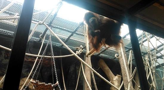 动物园猩猩模仿人类动作 用嘴巴沾湿碎布擦玻璃