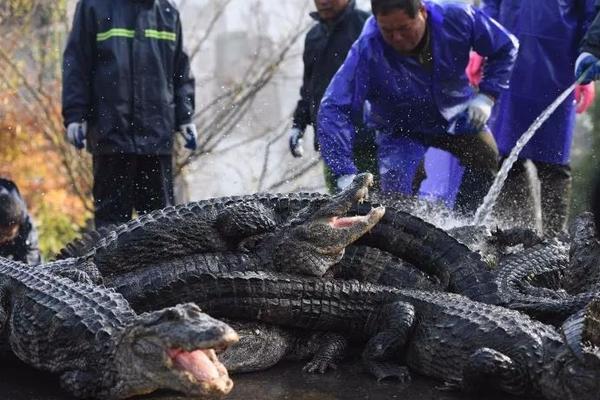 迭戈·洛佩斯-乐鱼app(leyu)官方网站-乐鱼官网