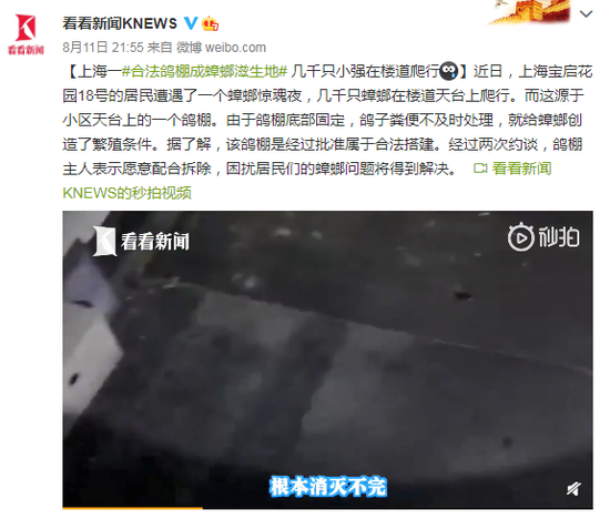 上海一合法鸽棚成蟑螂滋生地 几千只小强在楼道爬行