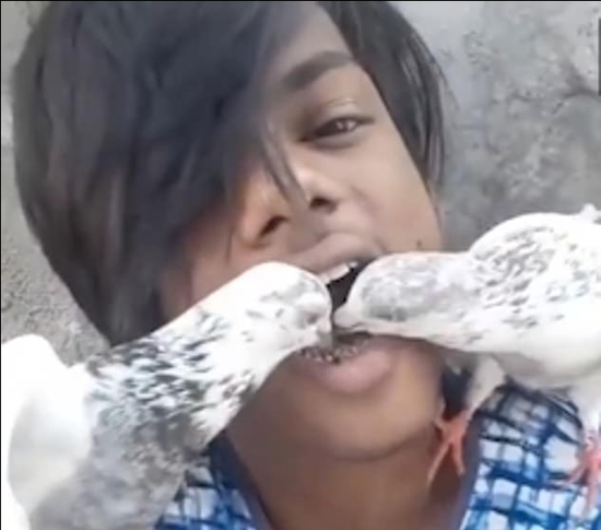 视频-印度男子用嘴当喂食器 喂食宠物鸽子：只有放