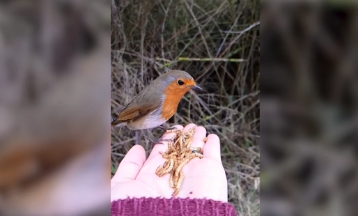 英女子慢镜头记录知更鸟在其手上优雅吃虫画面