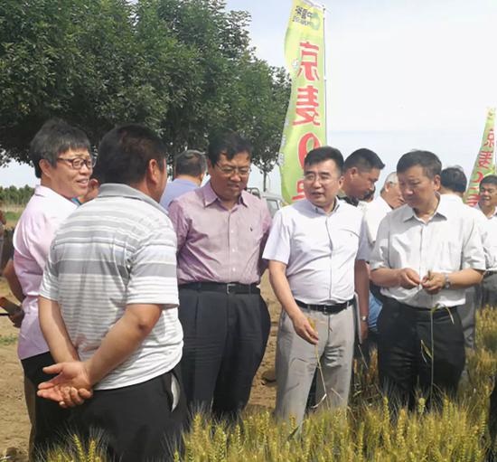 杂交小麦示范观摩现场,右二为中种杂交小麦种业(北京)有限公司总经理陈兆波。