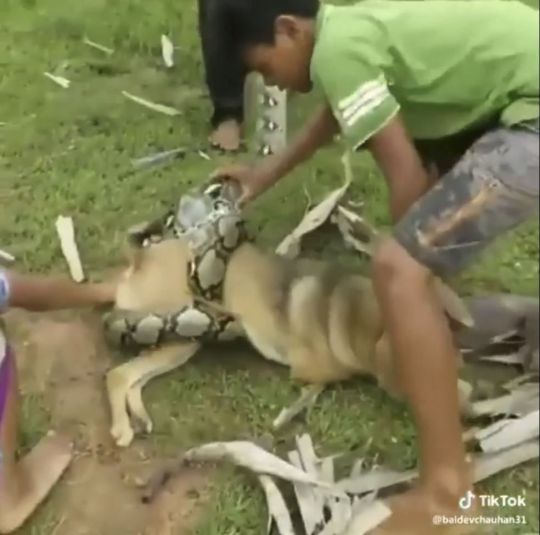 视频：宠物犬被巨蟒缠身危在旦夕 三男孩儿挺身相救