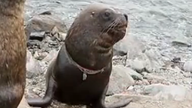 海狮遭尼龙绳“割喉”险窒息 获救后重新回归大海