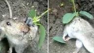 老鼠背上长出一根豆苗 植株从老鼠体内汲取营养存活
