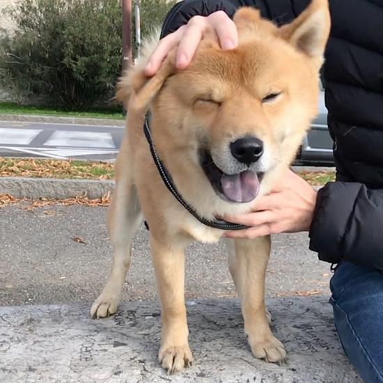 超萌！慢镜头看柴犬被蹂躏的大脸