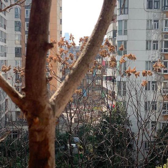 我家就住在协和医院隔壁,窗口看出去整个小区寂静无声