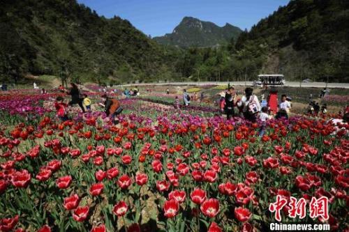 资料图:4月2日,游人在张家界老道湾景区郁金香花海赏花游玩。 吴勇兵 摄
