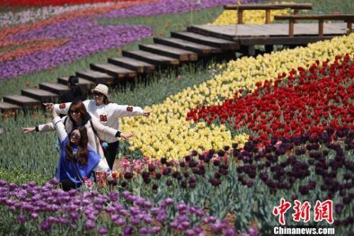 4月7日，民众在南京郊区一处郁金香园内踏青赏花。泱波 摄