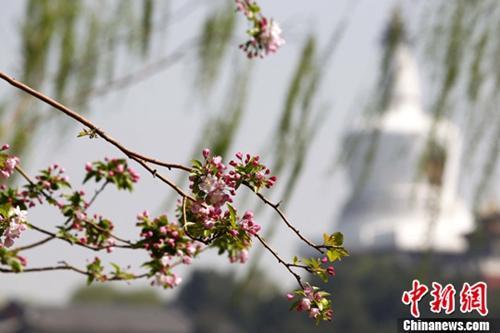 资料图:天气转暖,北海公园海棠迎来盛花期。中新社发 富田 摄