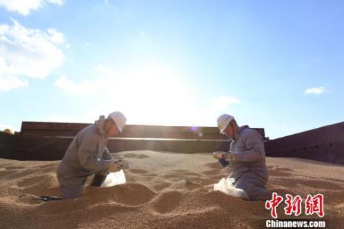 资料图:辽宁大窑湾检验检疫局工作人员对进口大豆进行查验。 闫善友 摄