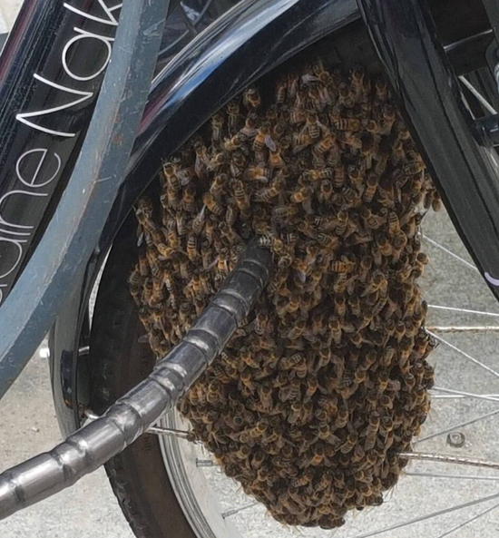 蜜蜂聚集在城市的自行车锁上(图源:推特)