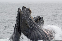 座头鲸海面争食