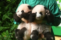 大熊猫双胞胎幼仔