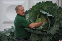 英国巨型蔬菜比赛