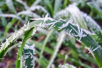 霜降时节