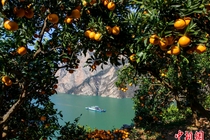 橙黄橘绿映峡江