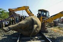 印大象被火车撞亡