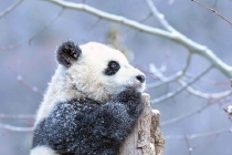 熊猫乐享冰雪