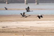 黄河湿地的灰鹤