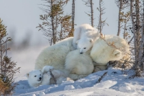 北极熊亲子互动