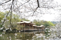 杭州西湖樱花