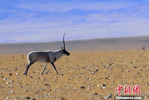 被誉为“高原精灵”的藏羚羊，主要分布于中国以羌塘为中心的青藏高原地区，属于国家一级保护动物，交配季为每年12月份。图为雄性藏羚羊。 中新社记者 周文元 摄