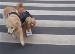 视频：菲律宾导盲犬带自己失明的“狗朋友”逛商场