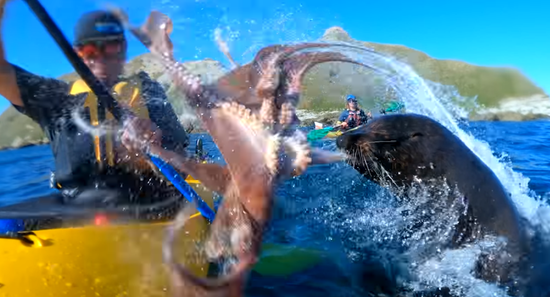 视频：海豹突然窜出 往划皮艇小哥脸上甩章鱼