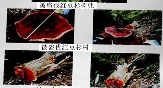 红豆杉盗伐现场，该图事发地为江西抚州市乐安县坪坑村小组安上山场，《江西科学》2014年刊载。