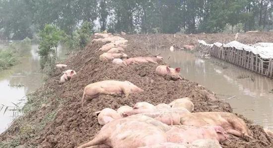 养猪场被洪水冲垮