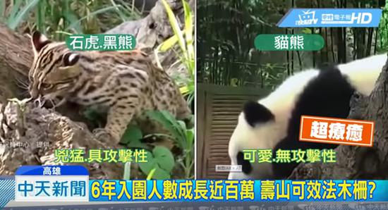中天台近期“熊猫可爱、石虎凶猛”报道 台媒截图