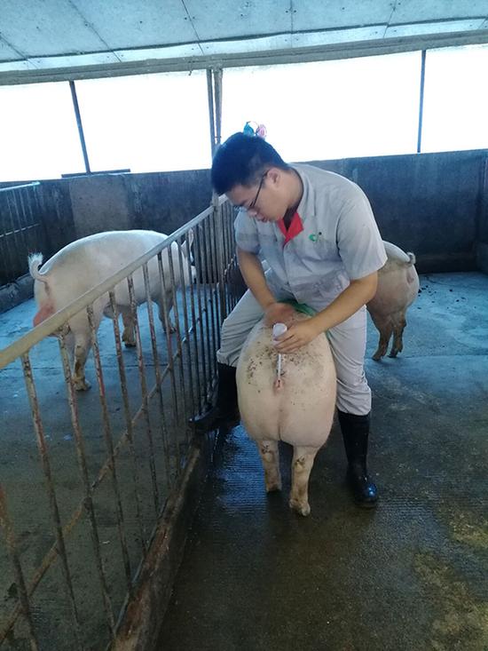 实习生正在为猪人工配种