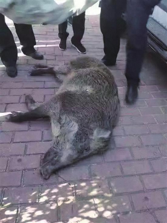 闯入市区的野猪被警方击毙。警方供图