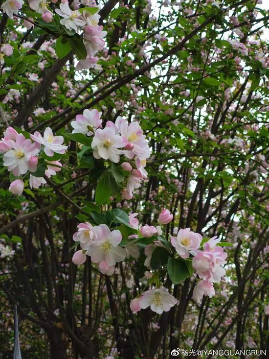 海棠花开。 摄影/杨光润海棠花开。 摄影/杨光润