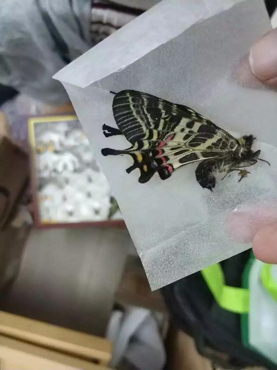卖家发给记者的蝴蝶图片