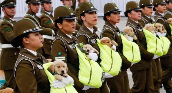 视频：萌翻了！警犬宝宝参加智利盛大阅兵式
