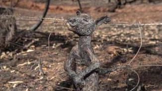 澳洲山火路边动物尸体堆积如山