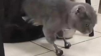 俄罗斯兽医为猫咪安装4条仿生假肢