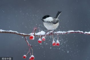 小动物也爱玩雪