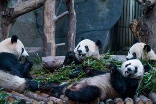 大熊猫寒风中营业