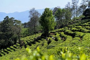 春茶进入采摘期