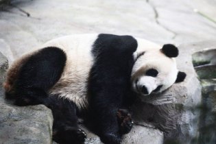 大熊猫慵懒“躺平”