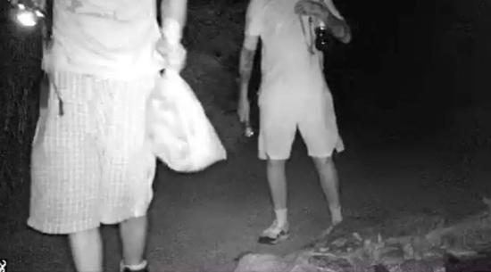 ▲监控视频记录下了三名盗贼偷窃蟾蜍的过程